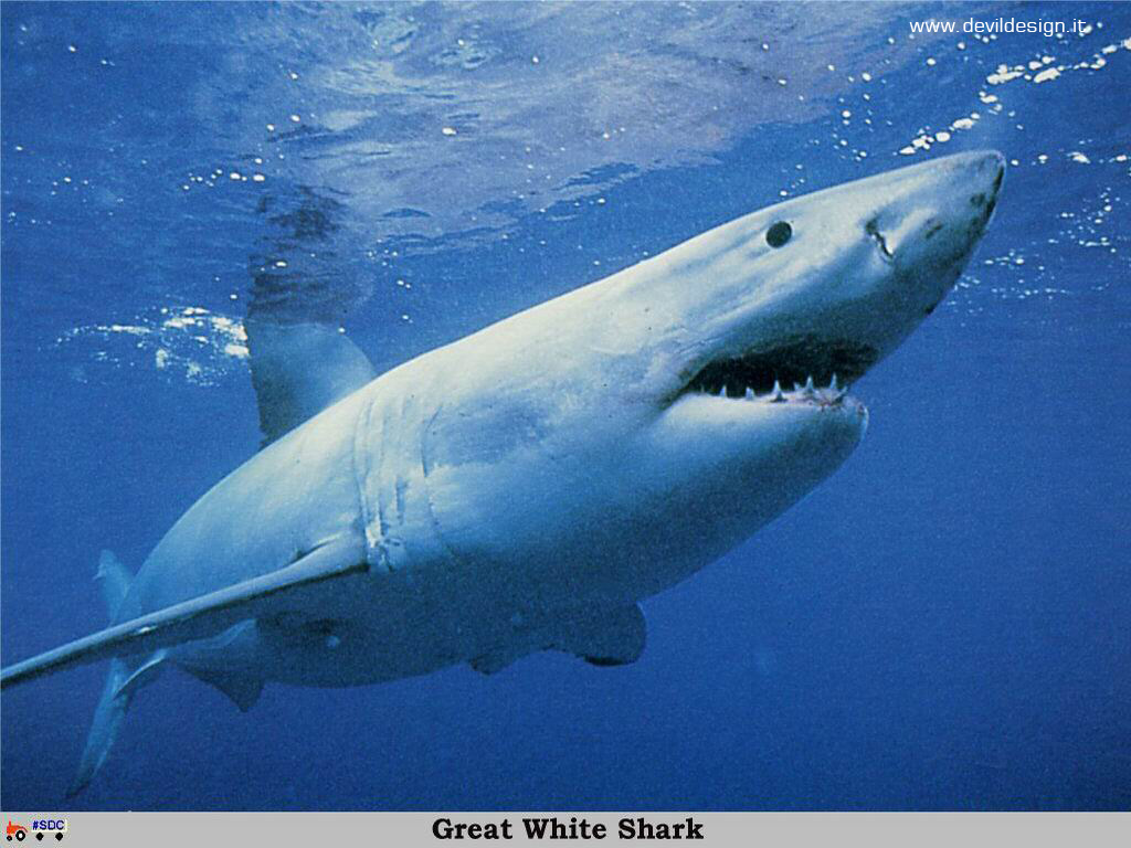 GCSR024-Great_White_Shark copia